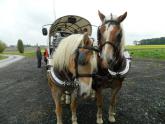 17 oktober 2015 - Huifkarrentocht koor Marcato - Cato-feestje: De twee paarden stonden ons al op te wachten voor een tweede tocht.